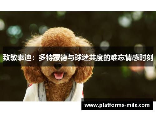 致敬泰迪:多特蒙德与球迷共度的难忘情感时刻 致敬泰迪:多特蒙德与球迷共度的难忘情感时刻